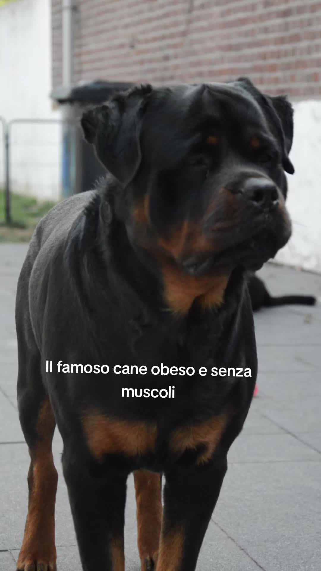 @Niky&isuoirottweiler