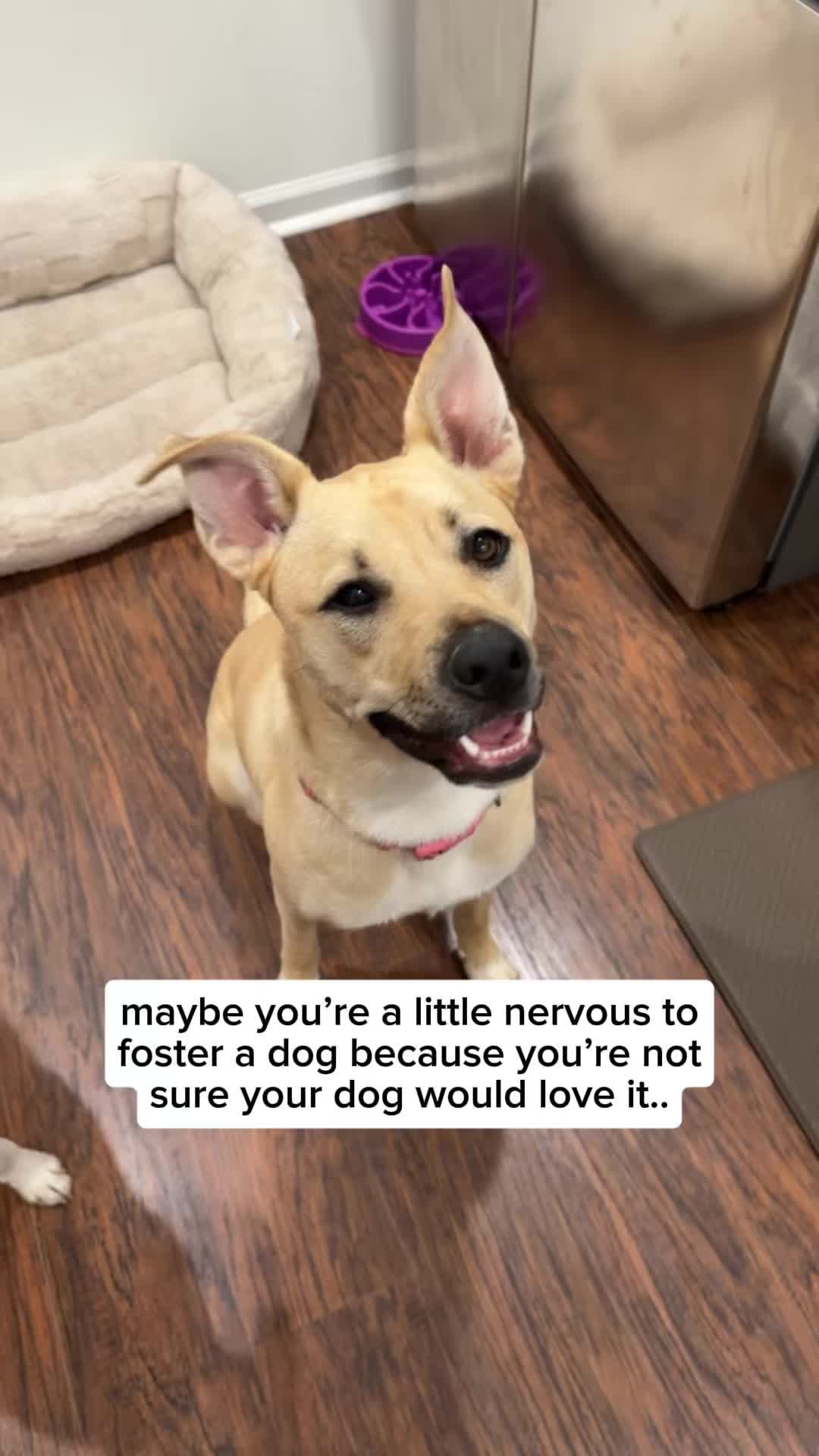 @Adopt a Pet