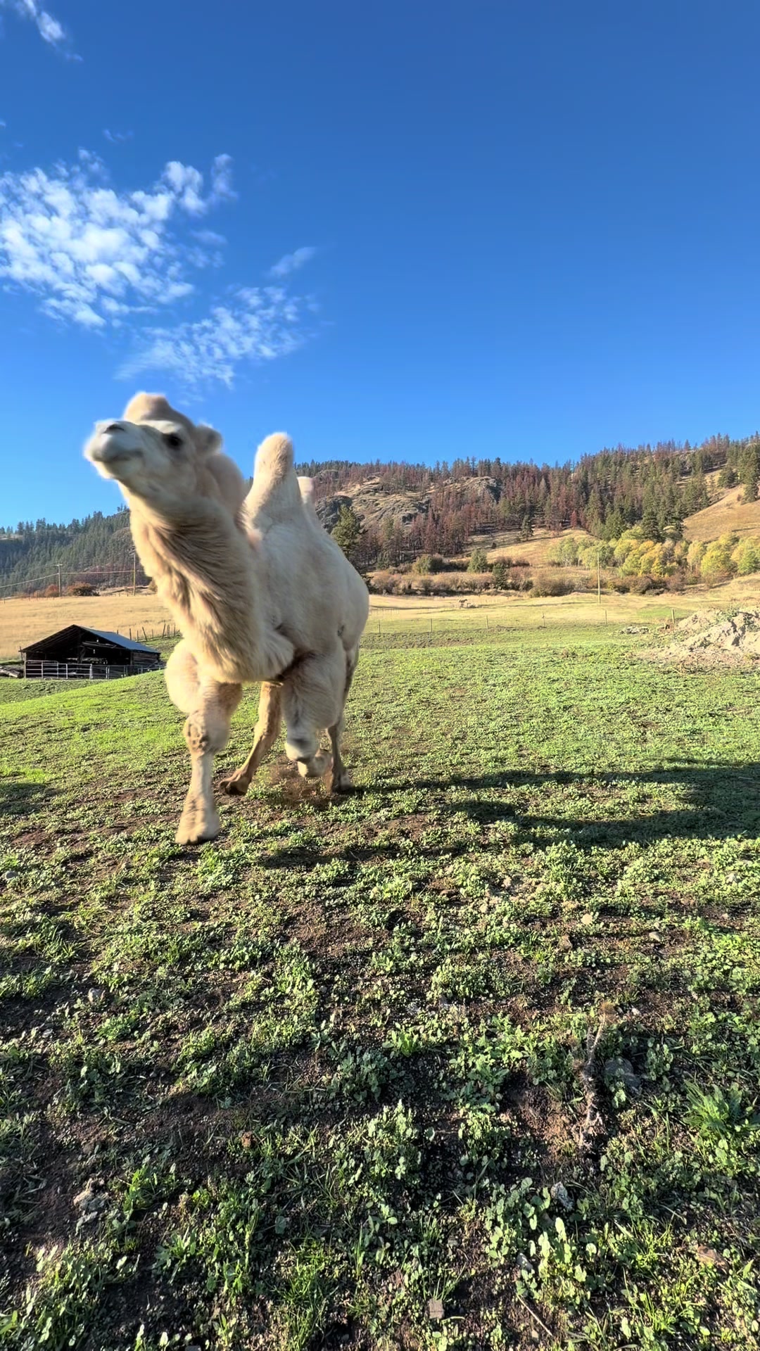 @MayhemTheCamel