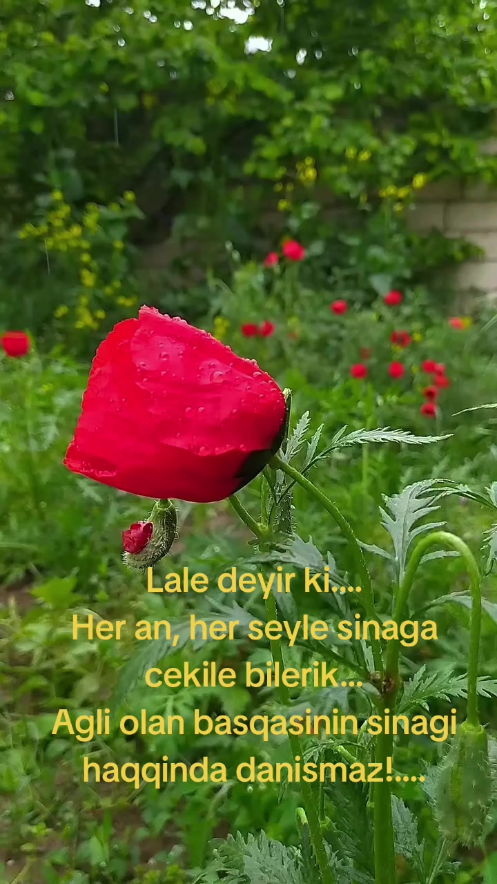 @Lalə✴️