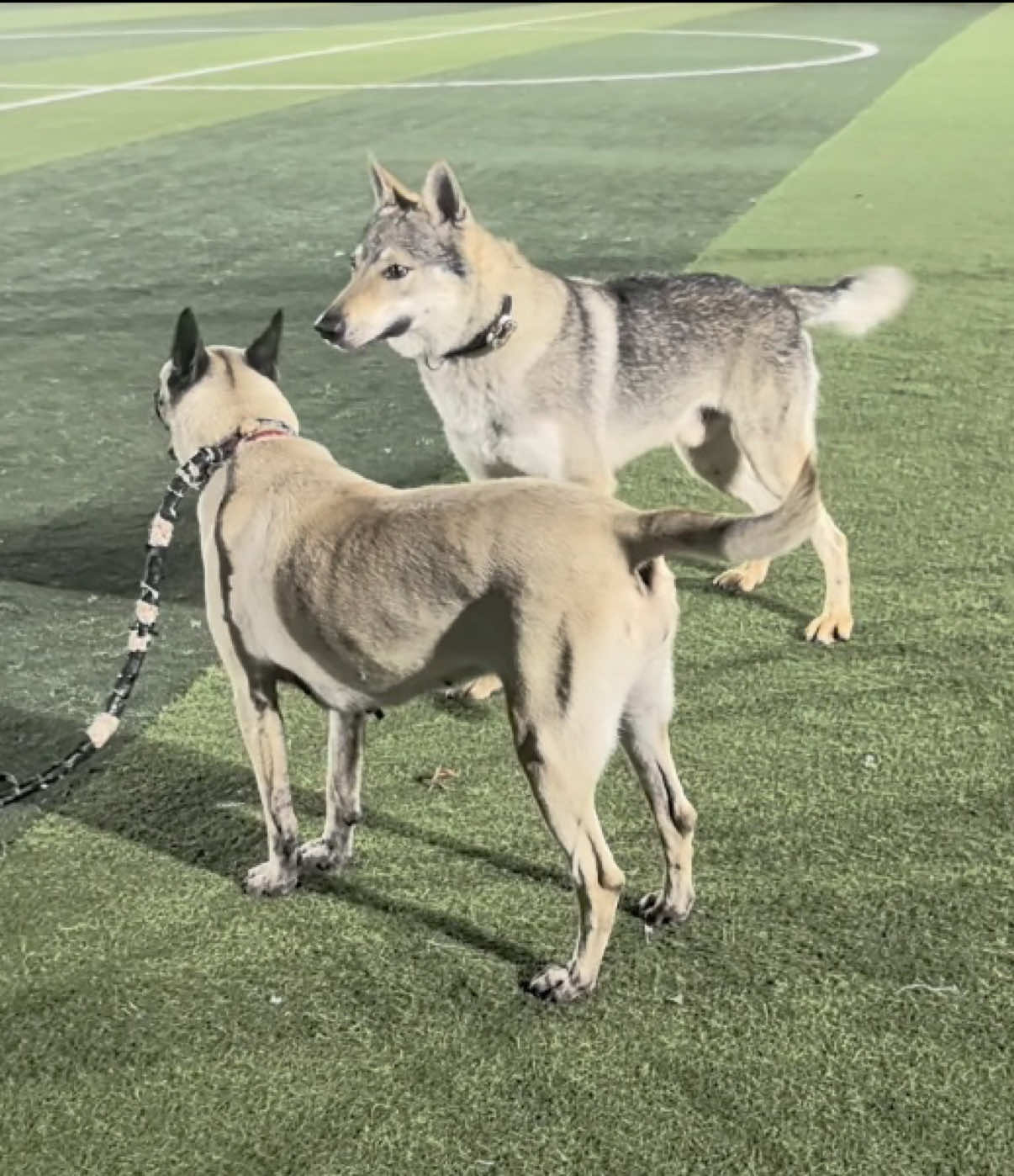 @Life With Echo 🐺