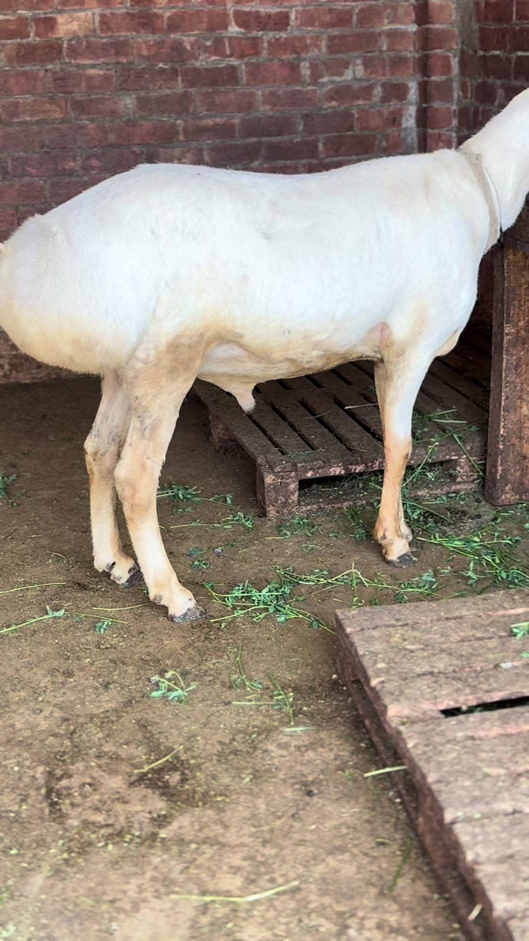 @Shiraz livestock