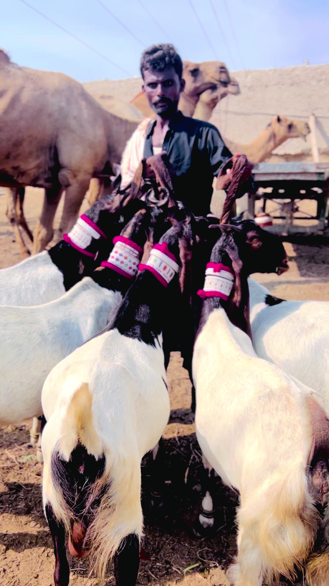 @✨.زاهد سولنگي واپاري. 🐐
