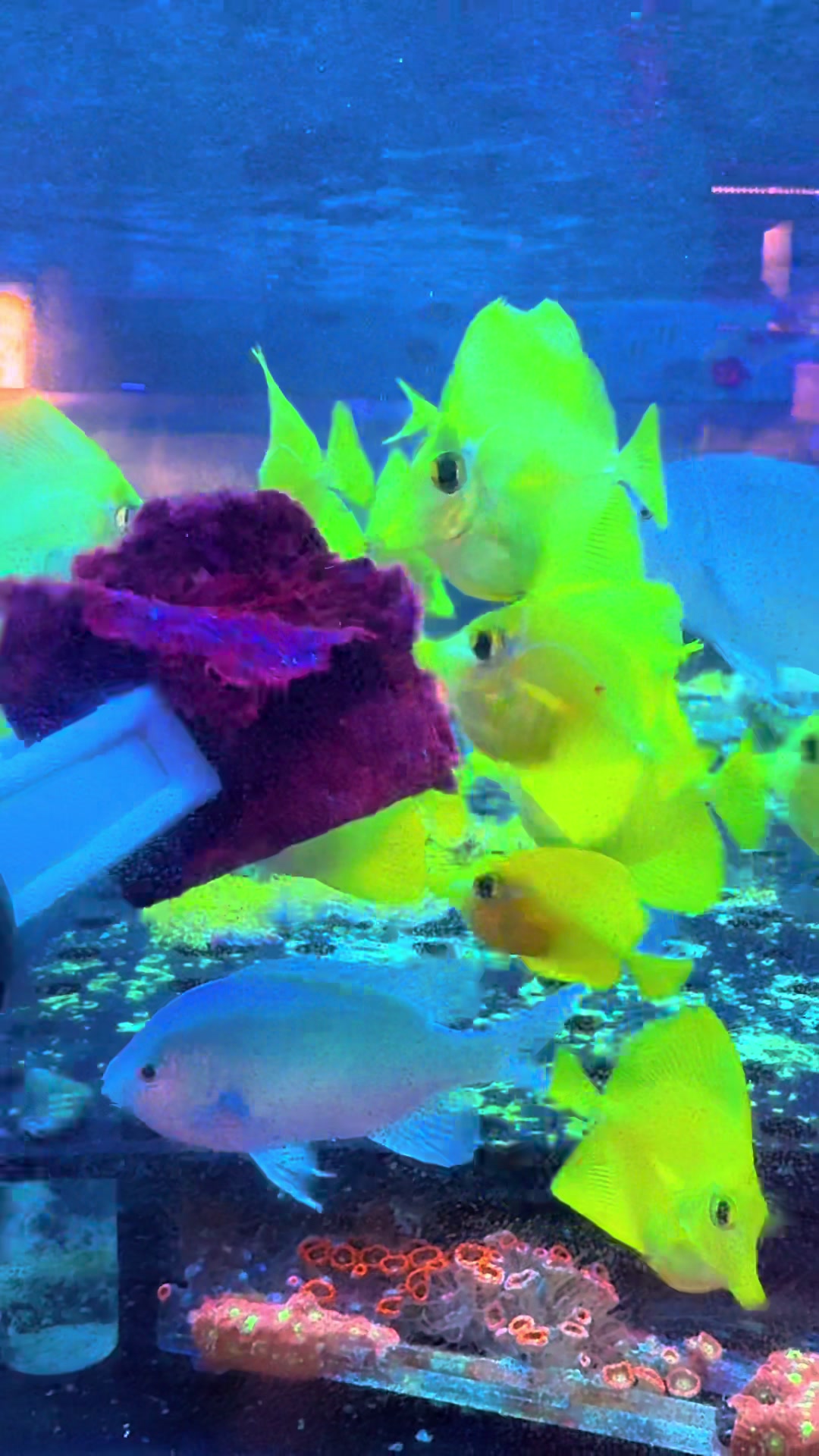 @Palmetto Reef