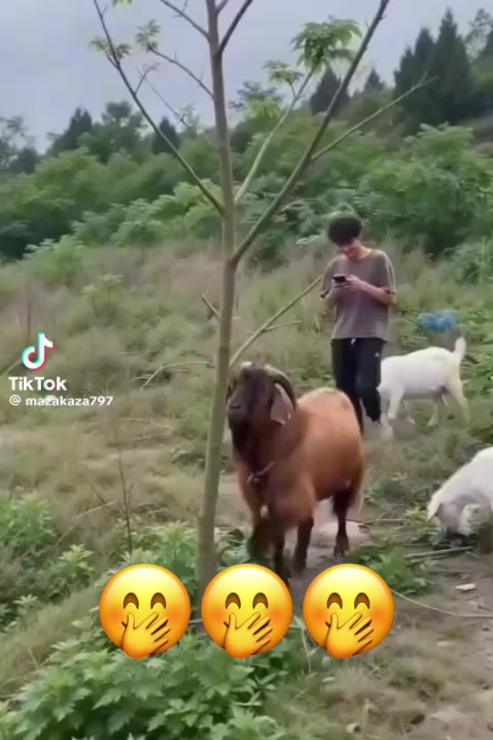 @joseRoss45