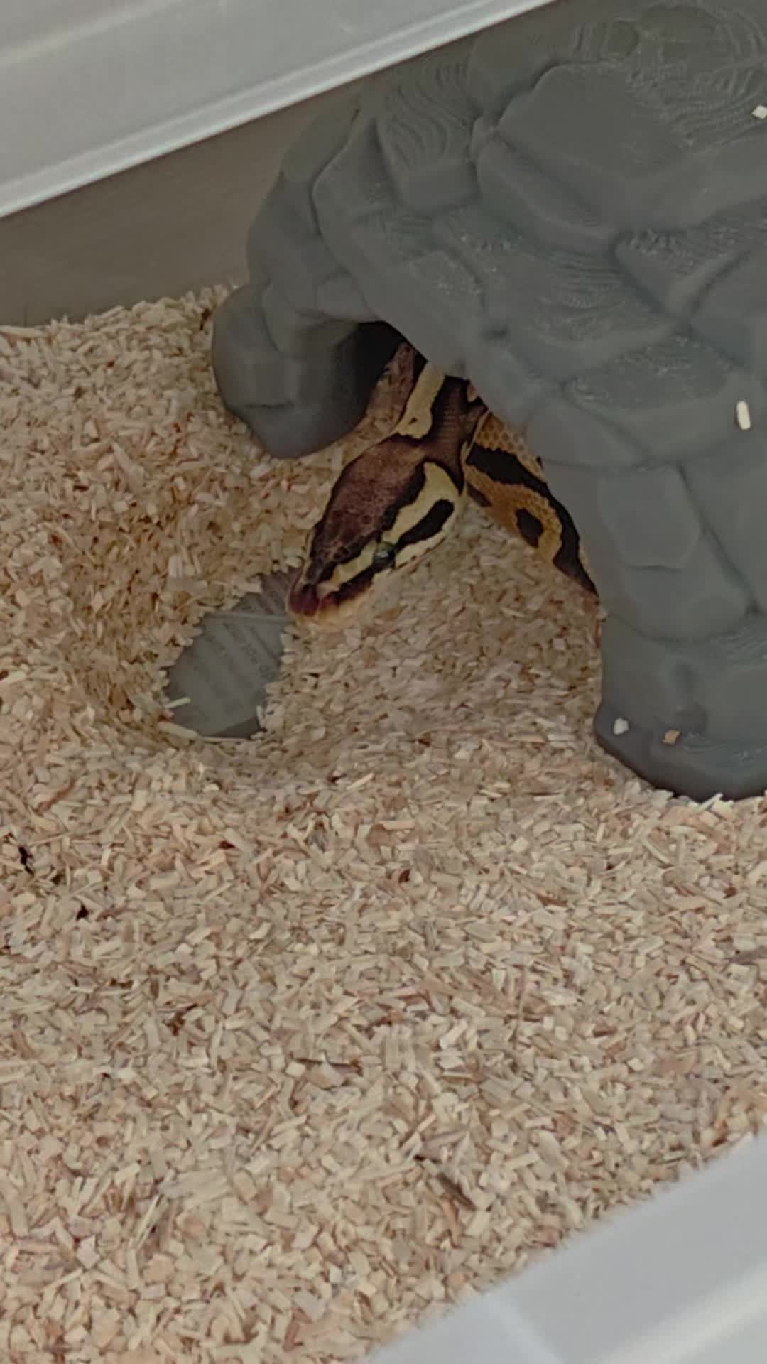 @Magdalena® 🕷️🐍🦂🪴