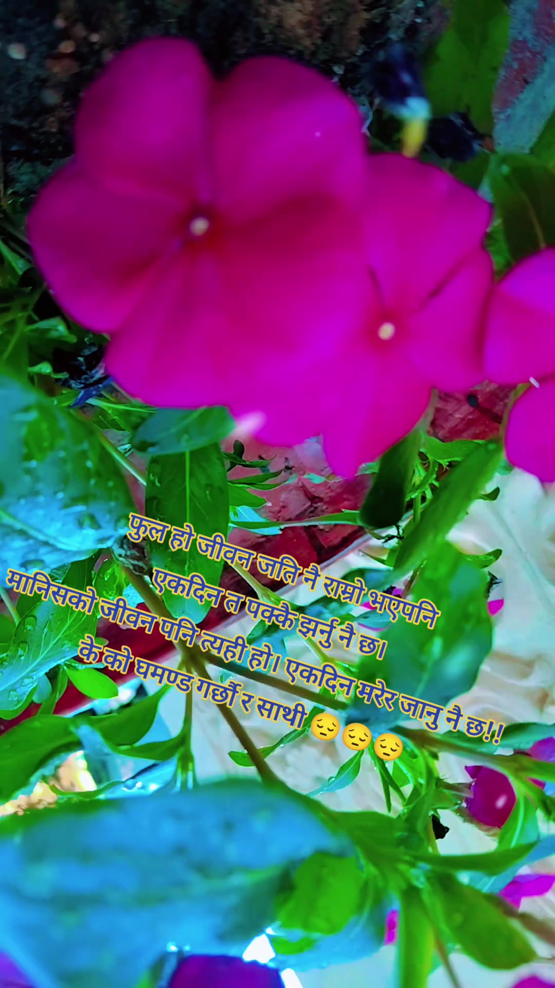 @Maya lama