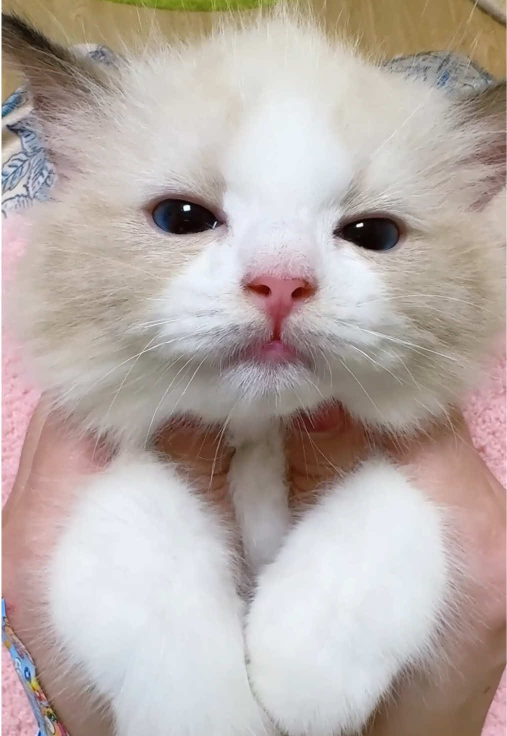 @marspaws.com