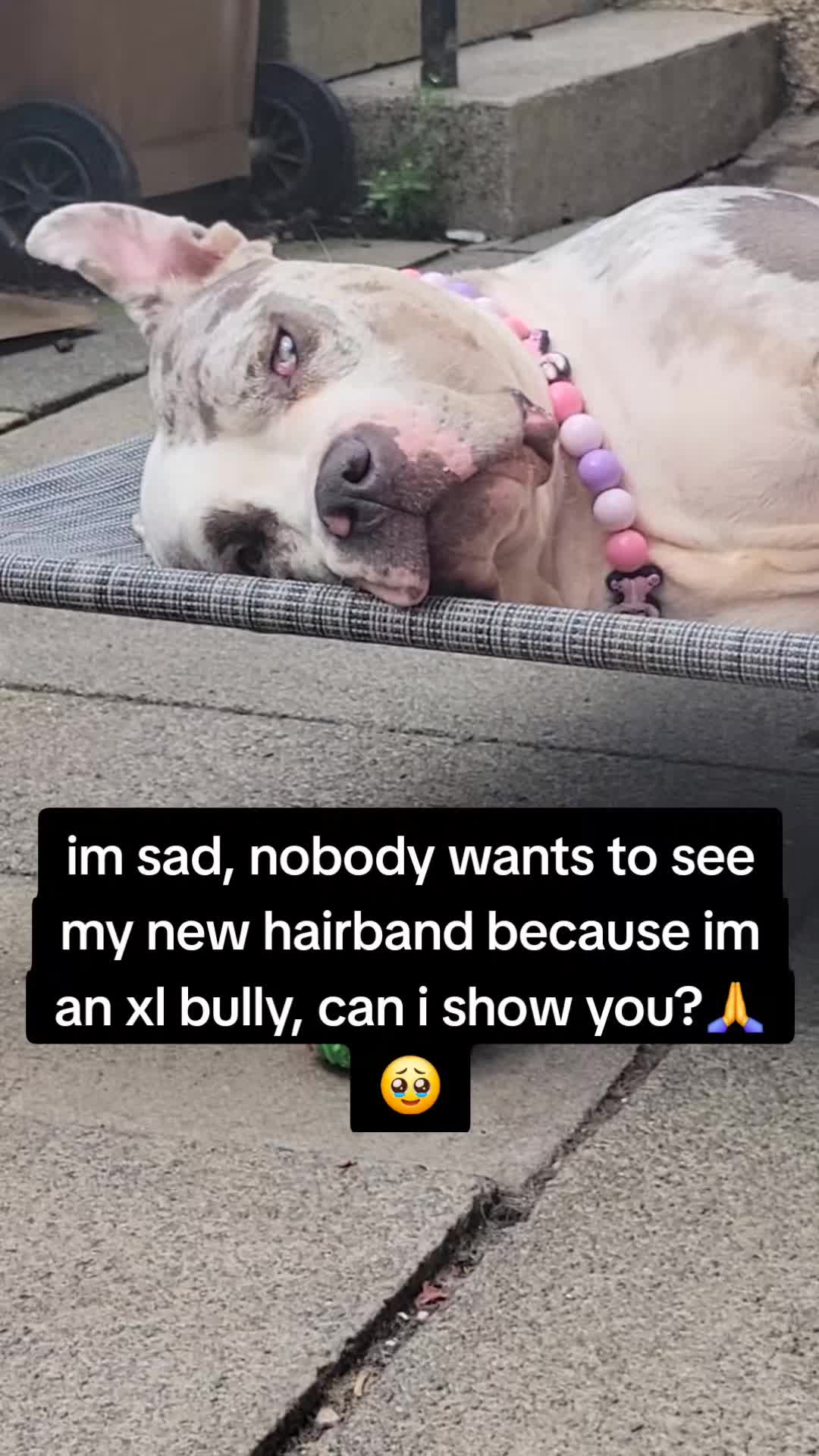 @kirsty+starlight the xl bully