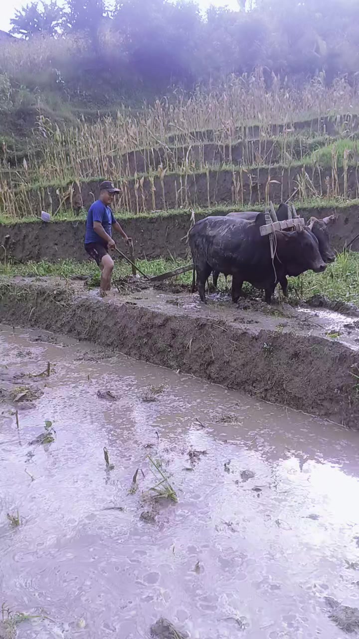 @रिजन