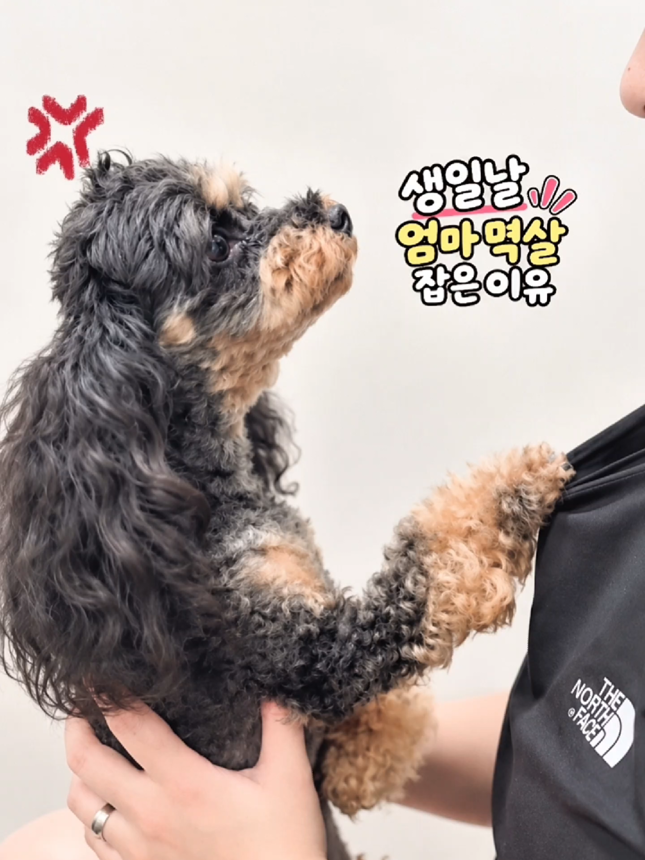 @바로아치 | 강아지와 사는 우리집 🐶
