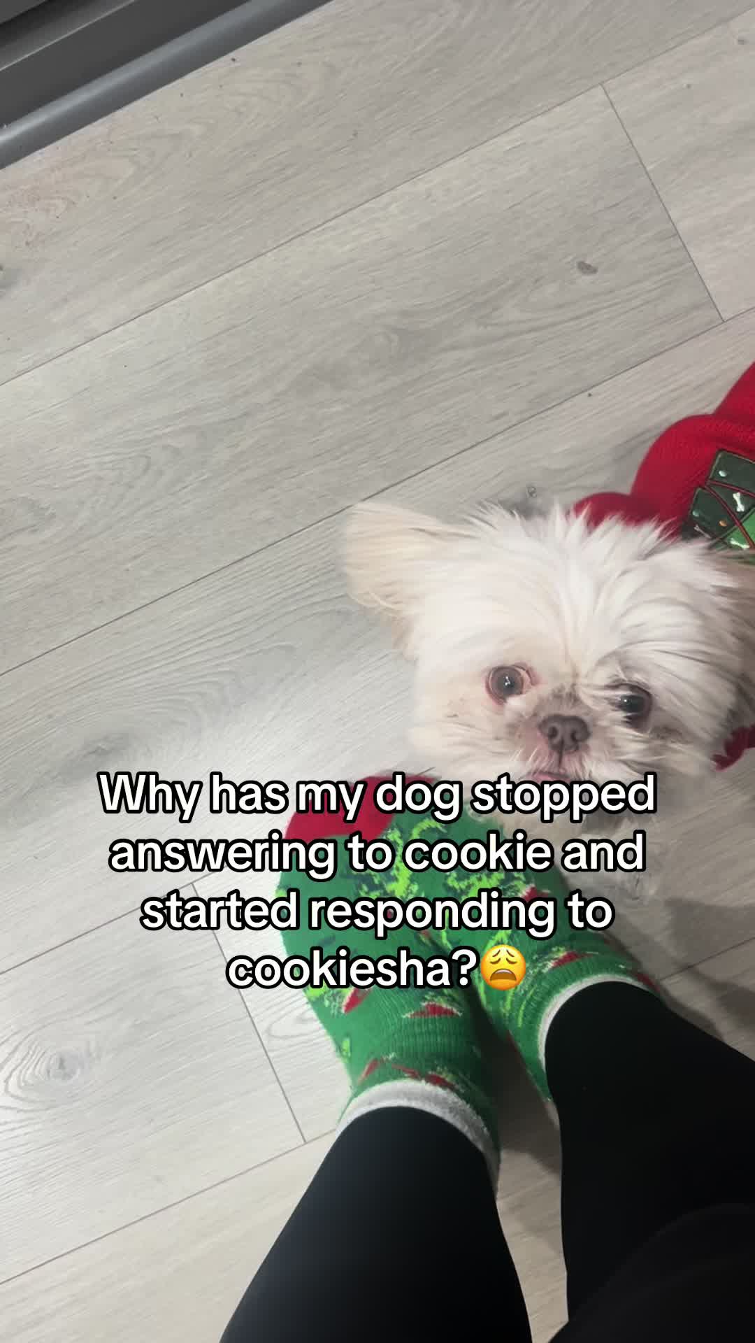 @nitaandcookiesha