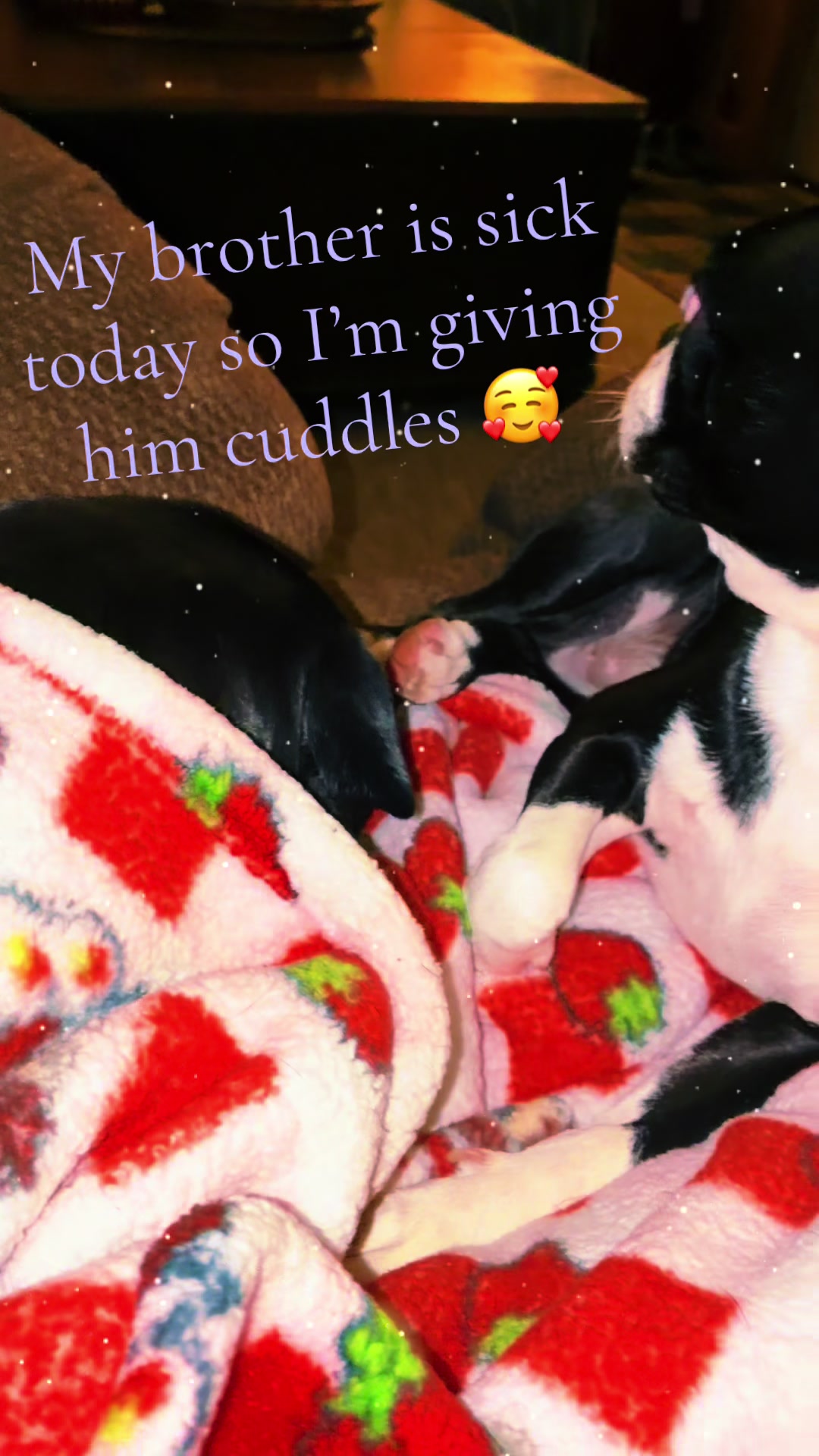 @bostonterrier7