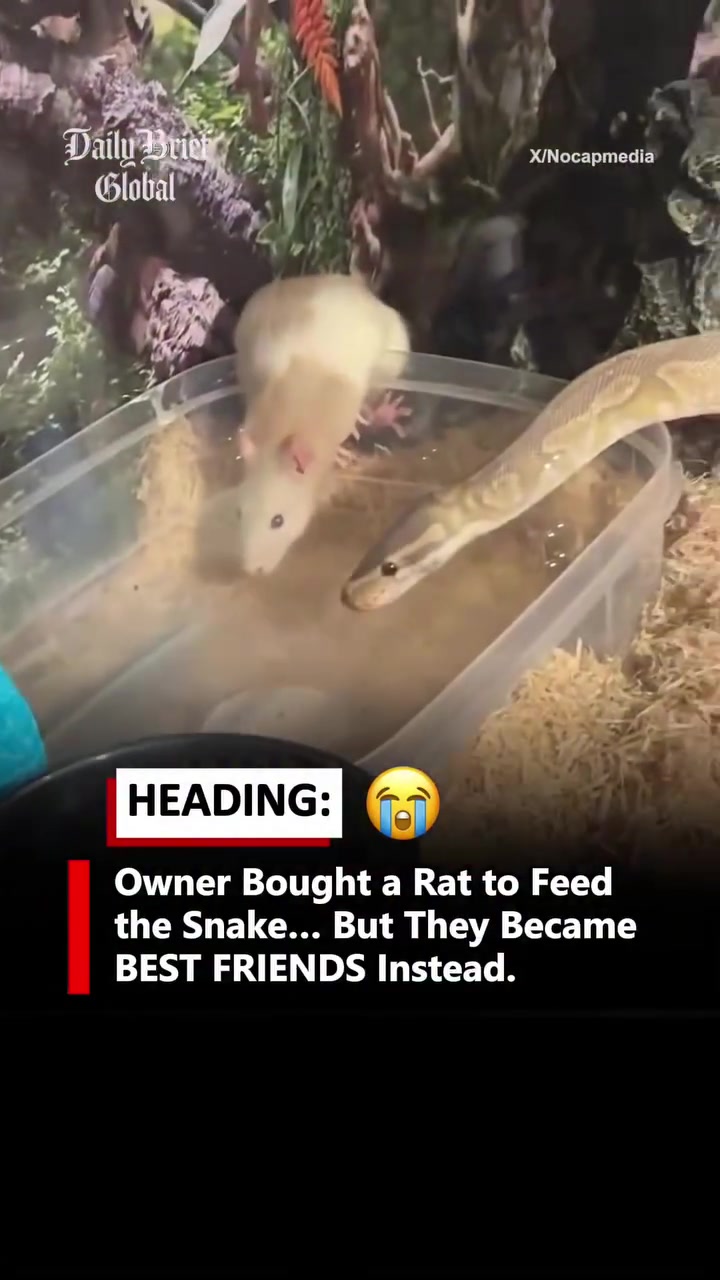 @dailyweirdness1