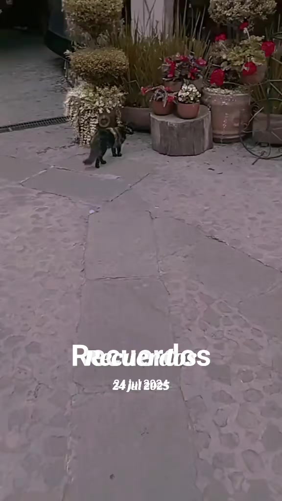 @Alejandra M