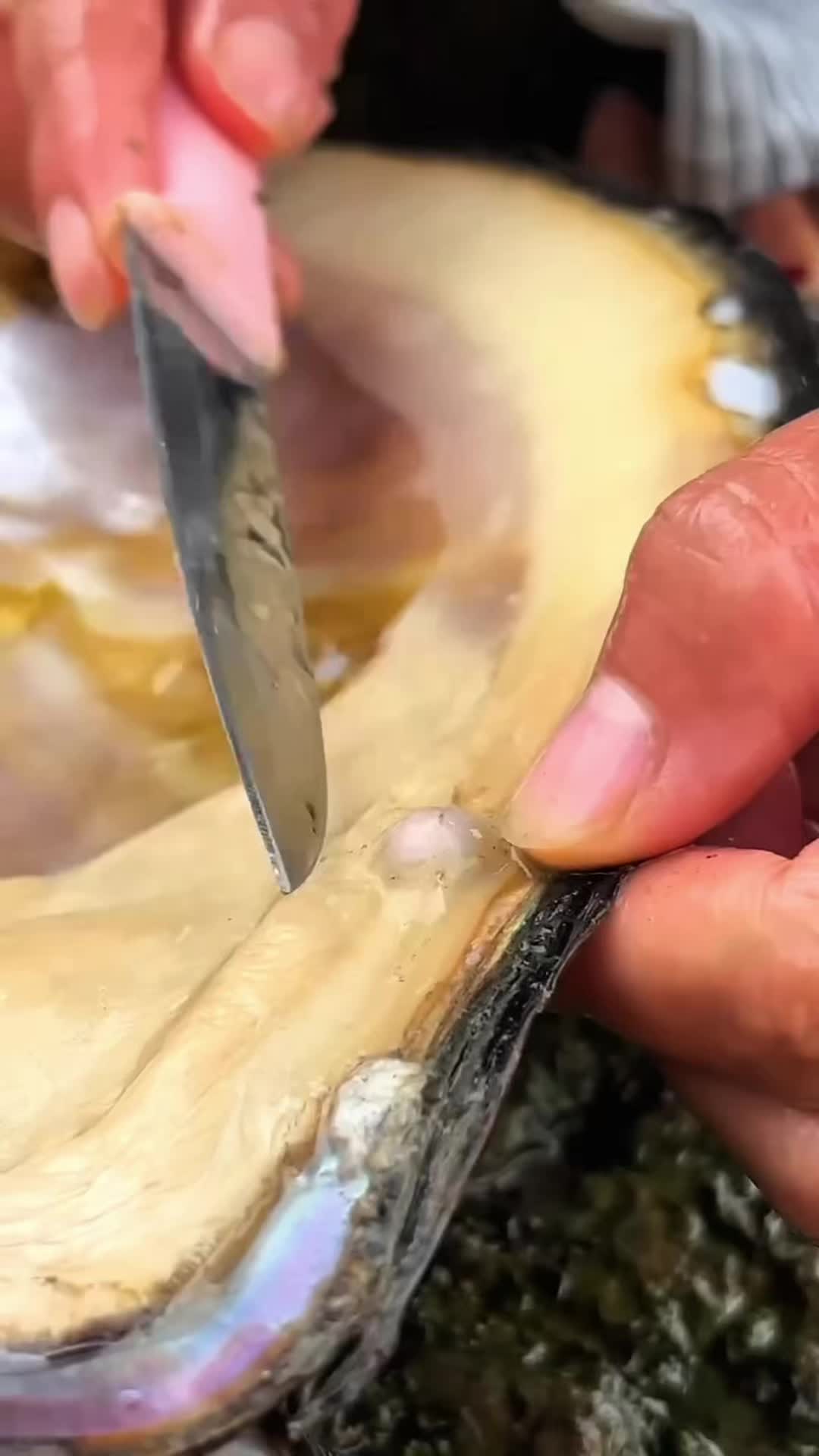 @Pearl Hunter