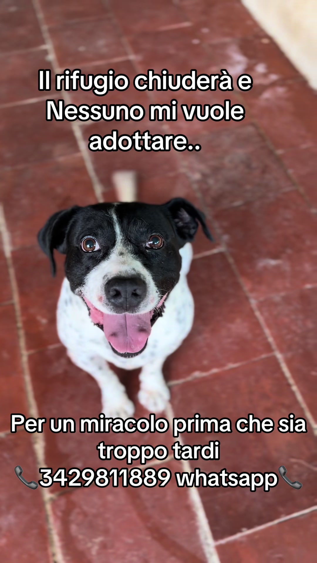 @ZampAmici💚