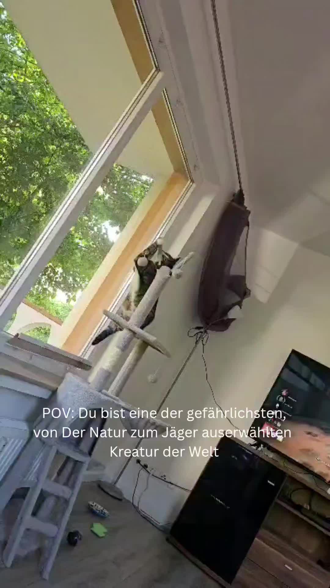 @Ludwig