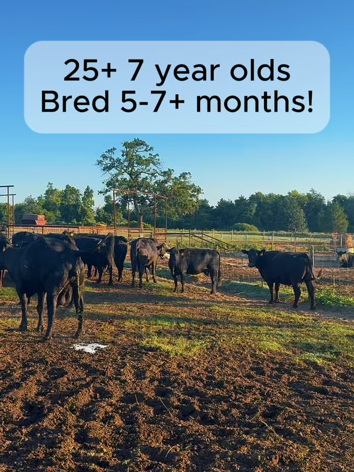 @Rutherford Land and Cattle