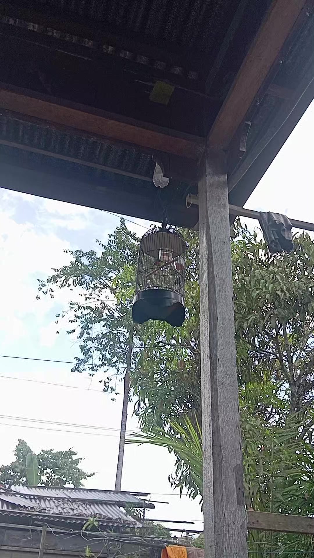@king srindit👑🦜