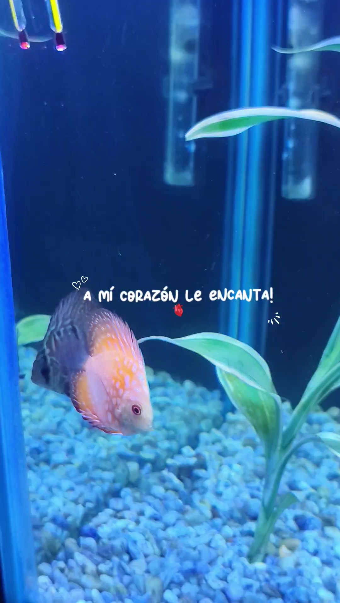 @Lilian Armenta