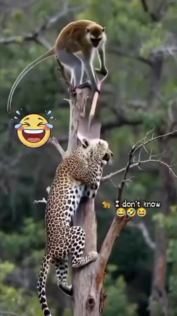 @Thinkslow
