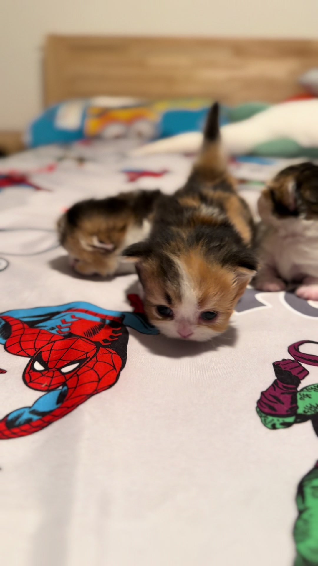 @tinyfoldmunchkin