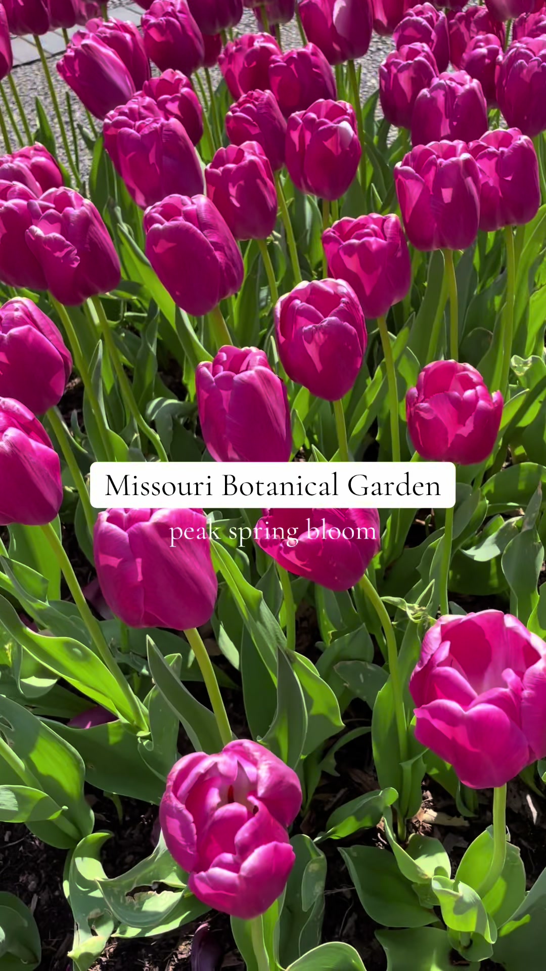 @STL Bucket List