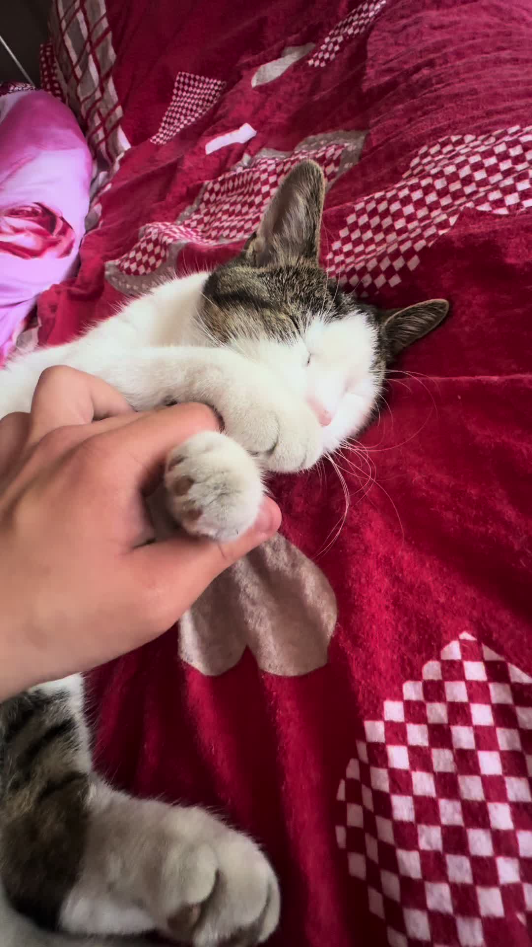 @TikTok.Maksiu