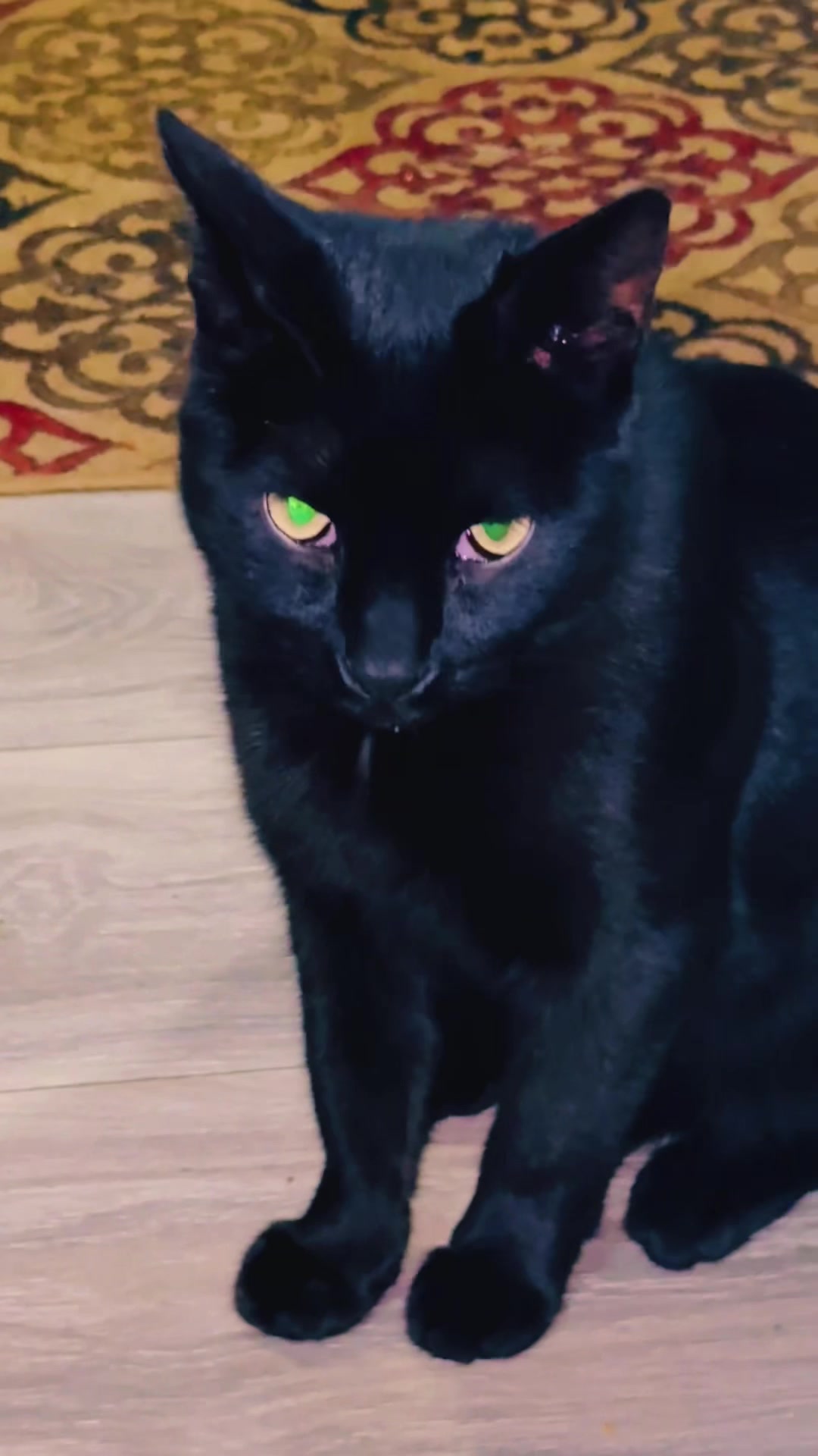@pantherthecat_28