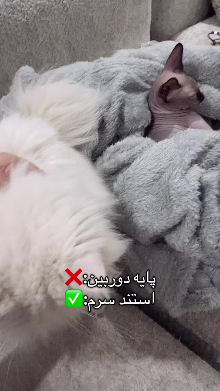@negxi_