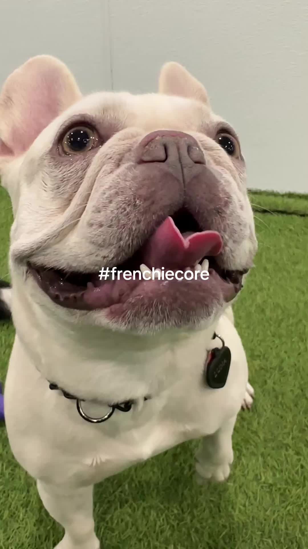 @Camp Canine