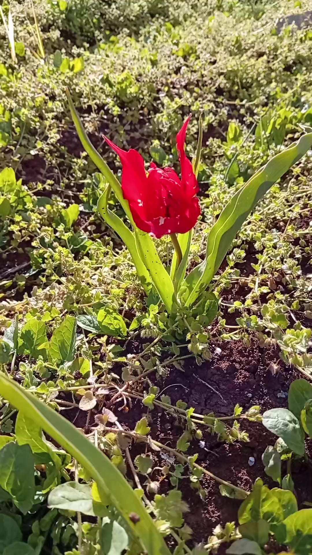 @Ibrahim G&uuml;ltekin3905