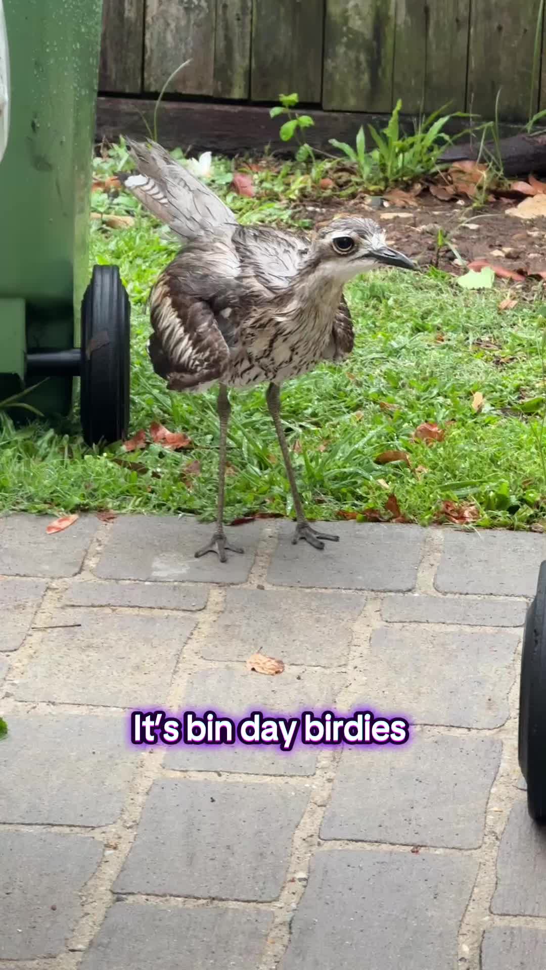 @V Aussie