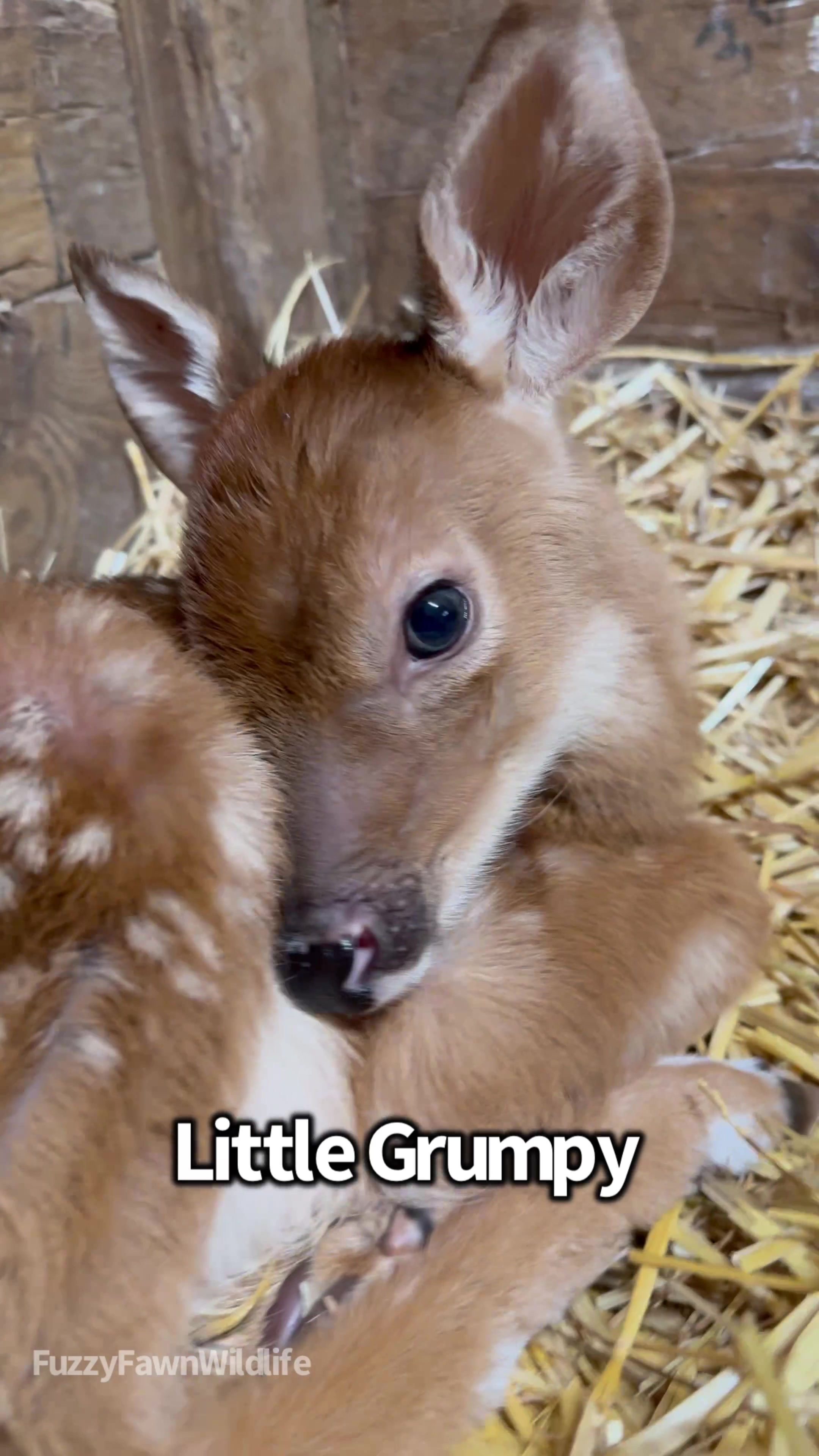 @Fuzzy Fawn Wildlife