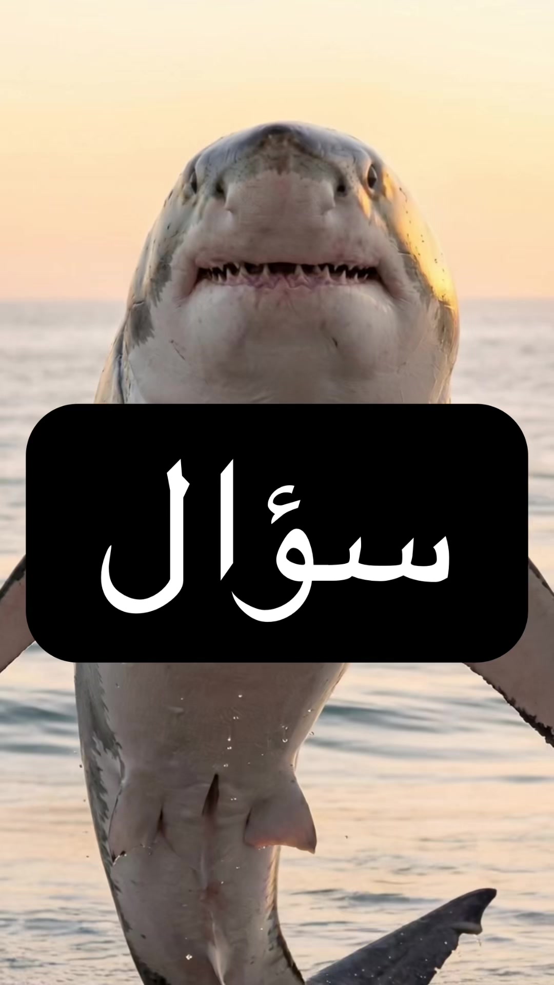 @el3abdo