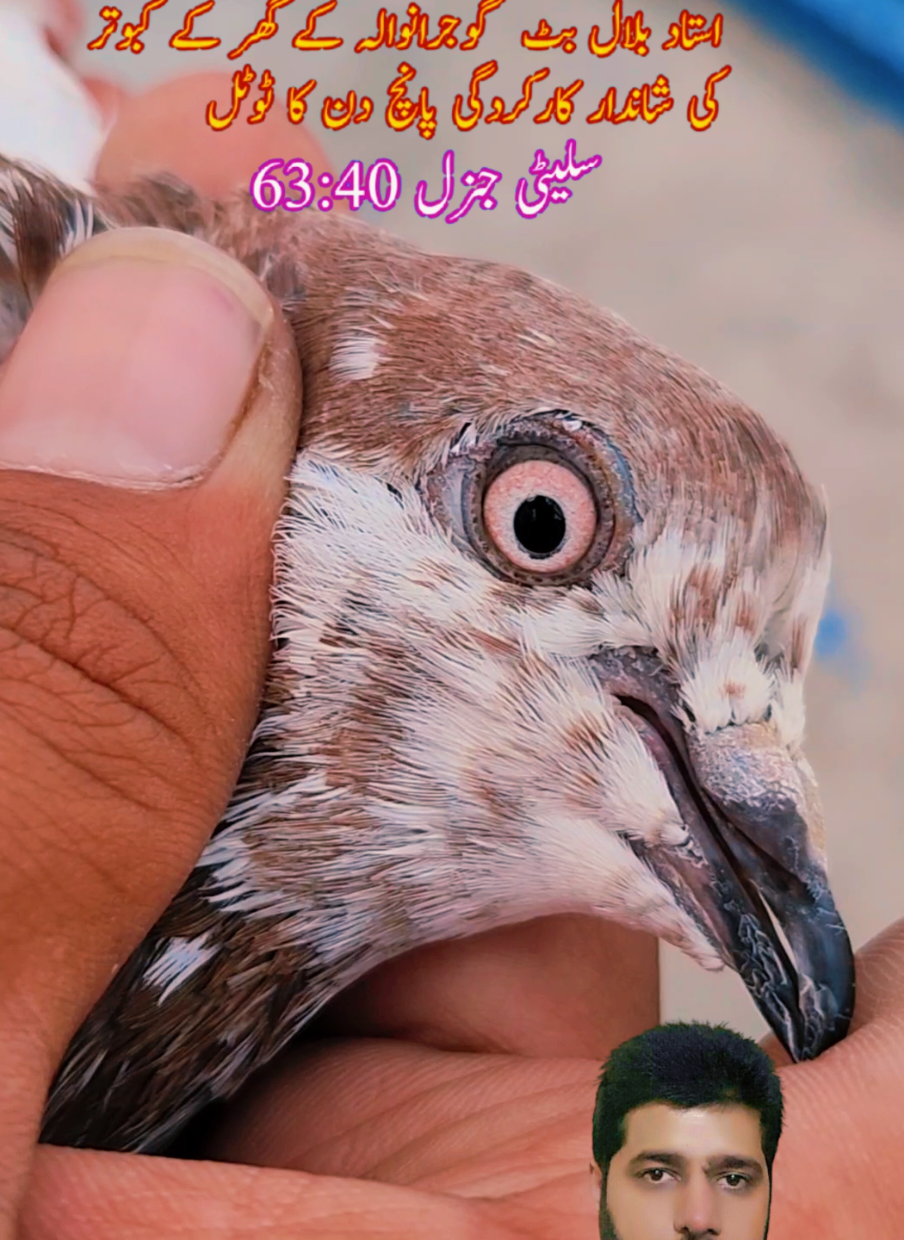 @amrakalan5