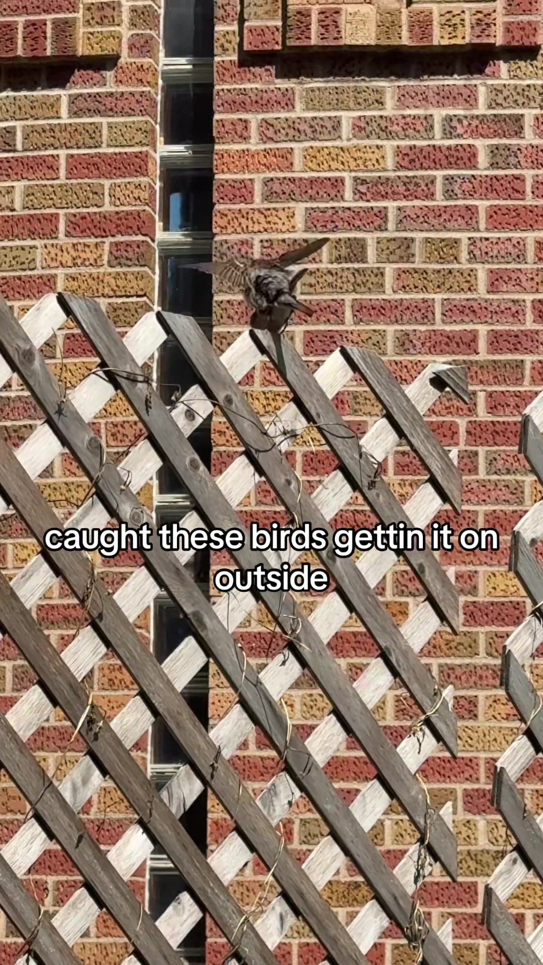 @Dark Viper