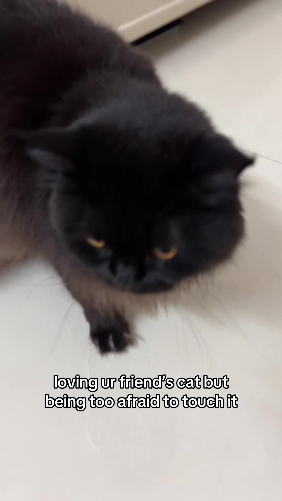 @Sani
