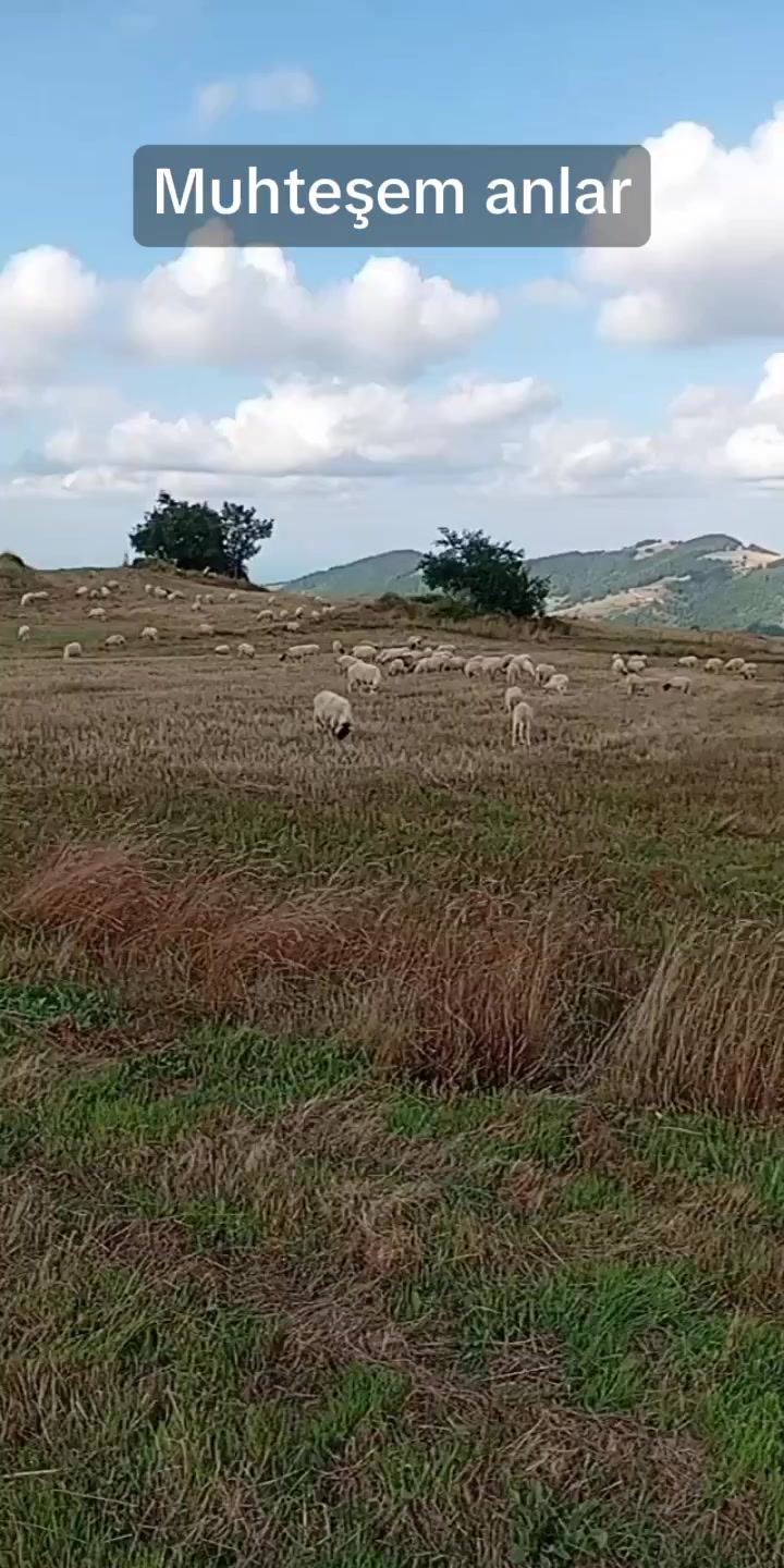 @Barkin Vergili