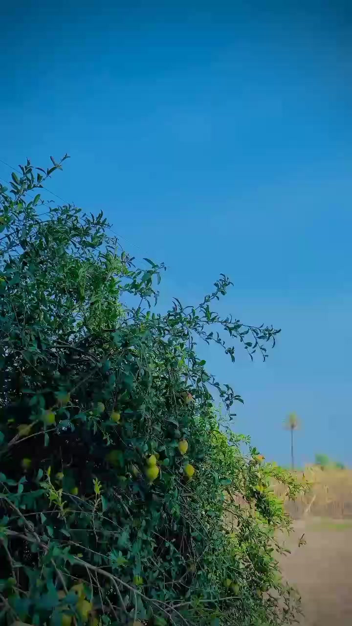 @کاشف آرائیں
