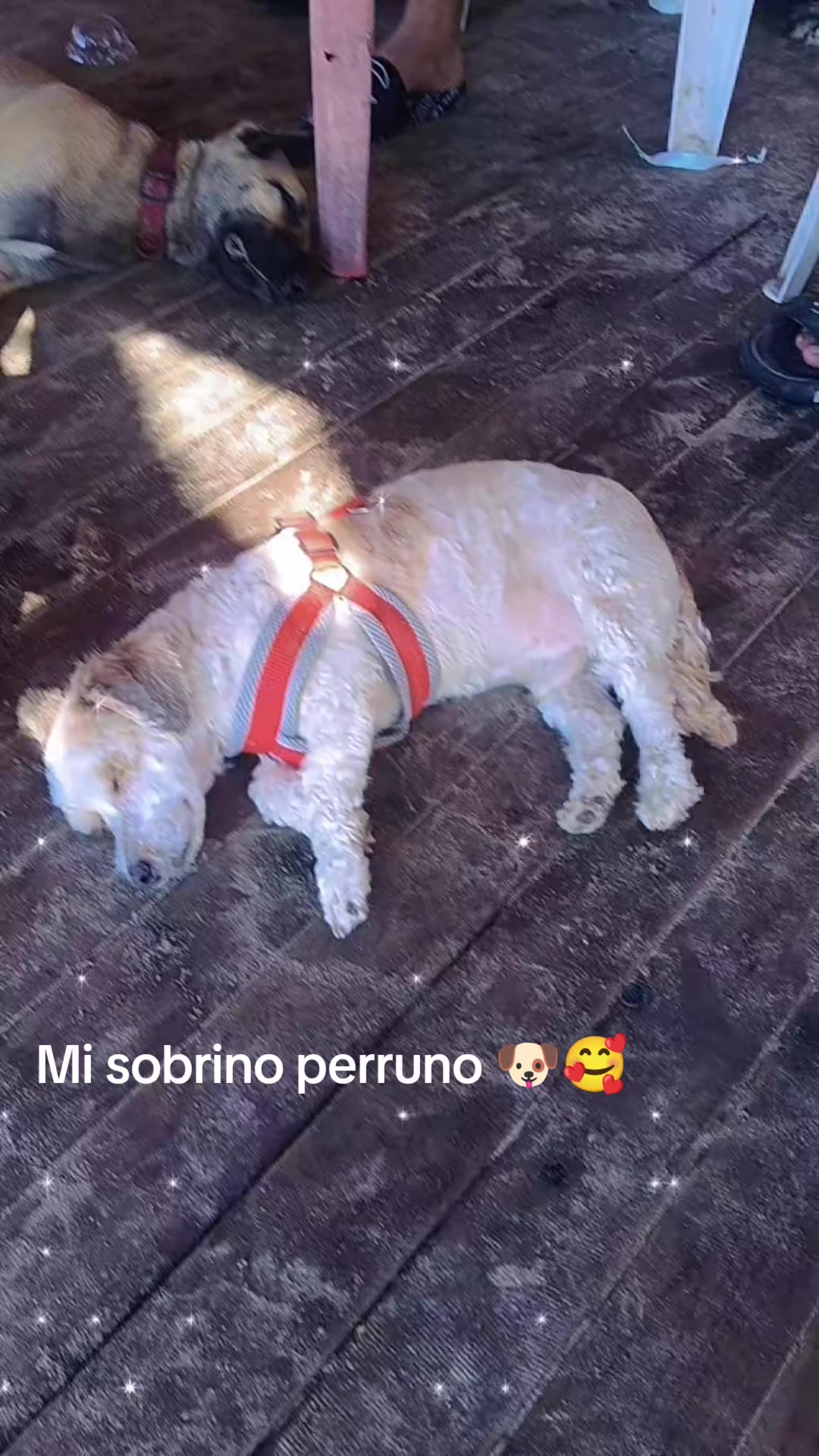 @🍅🥊 La Gabyy 🍅🌹✨