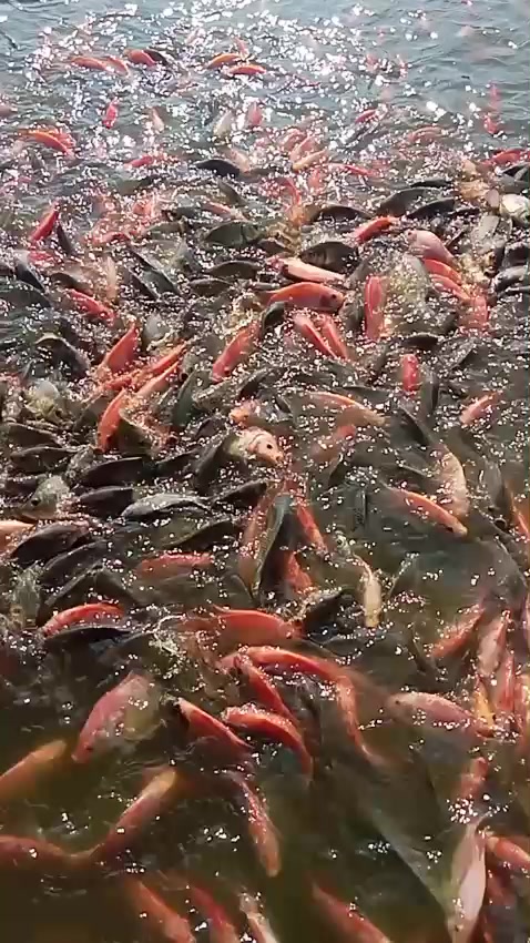 @erdin mancing