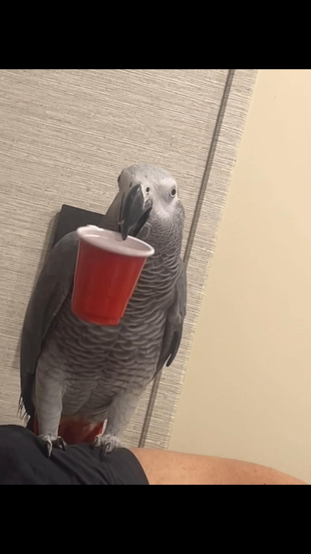 @thehinzoo