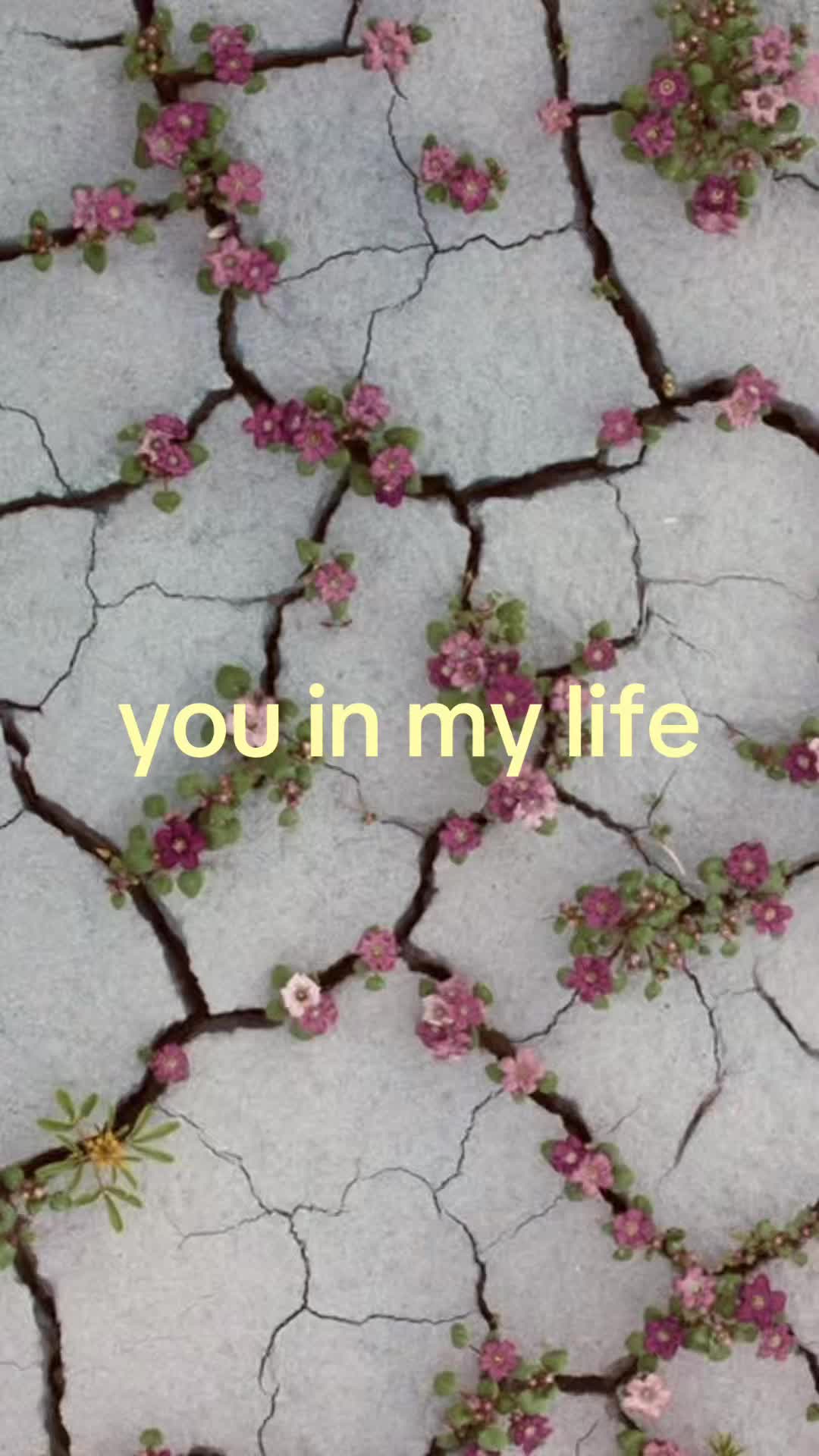 @lilly-love