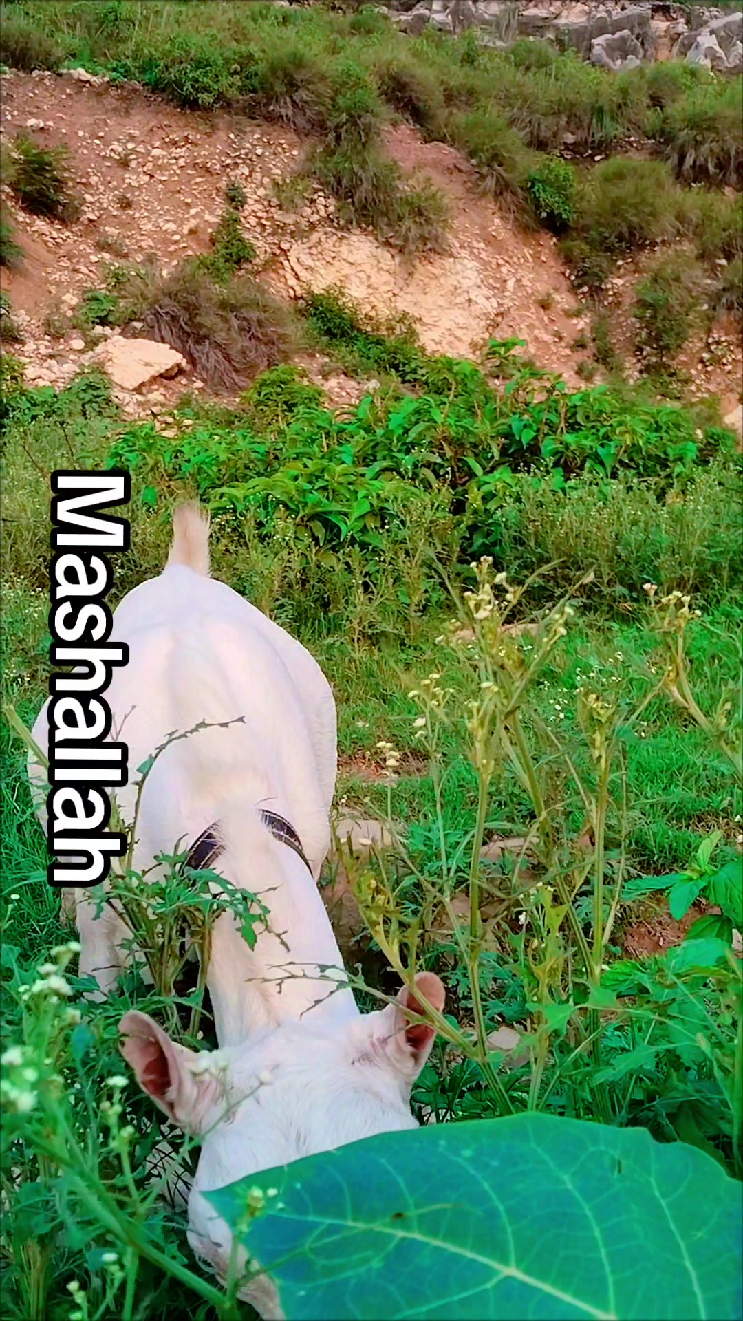 @M Mubashir Khan