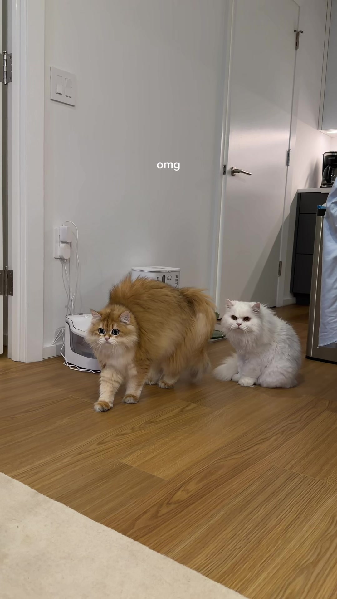 @Cleo the City Kitty