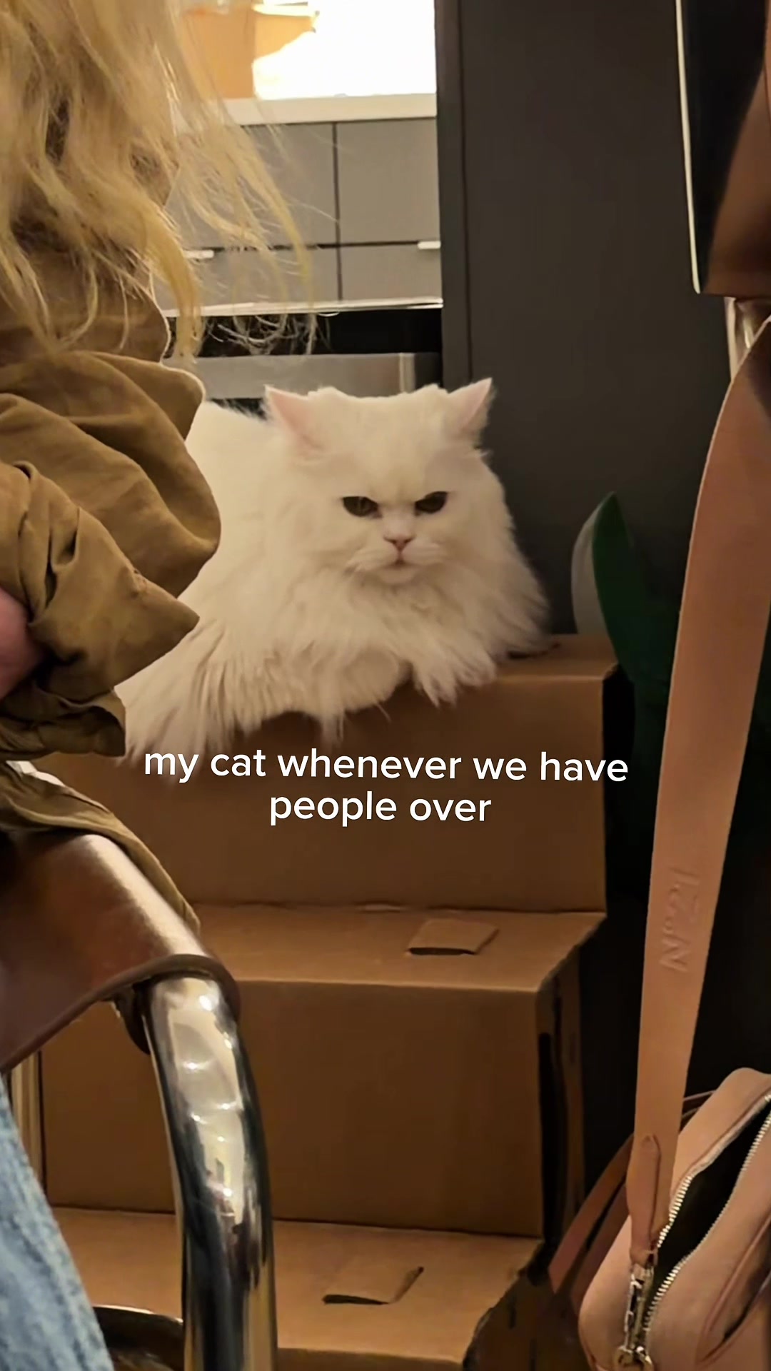 @Cleo the City Kitty