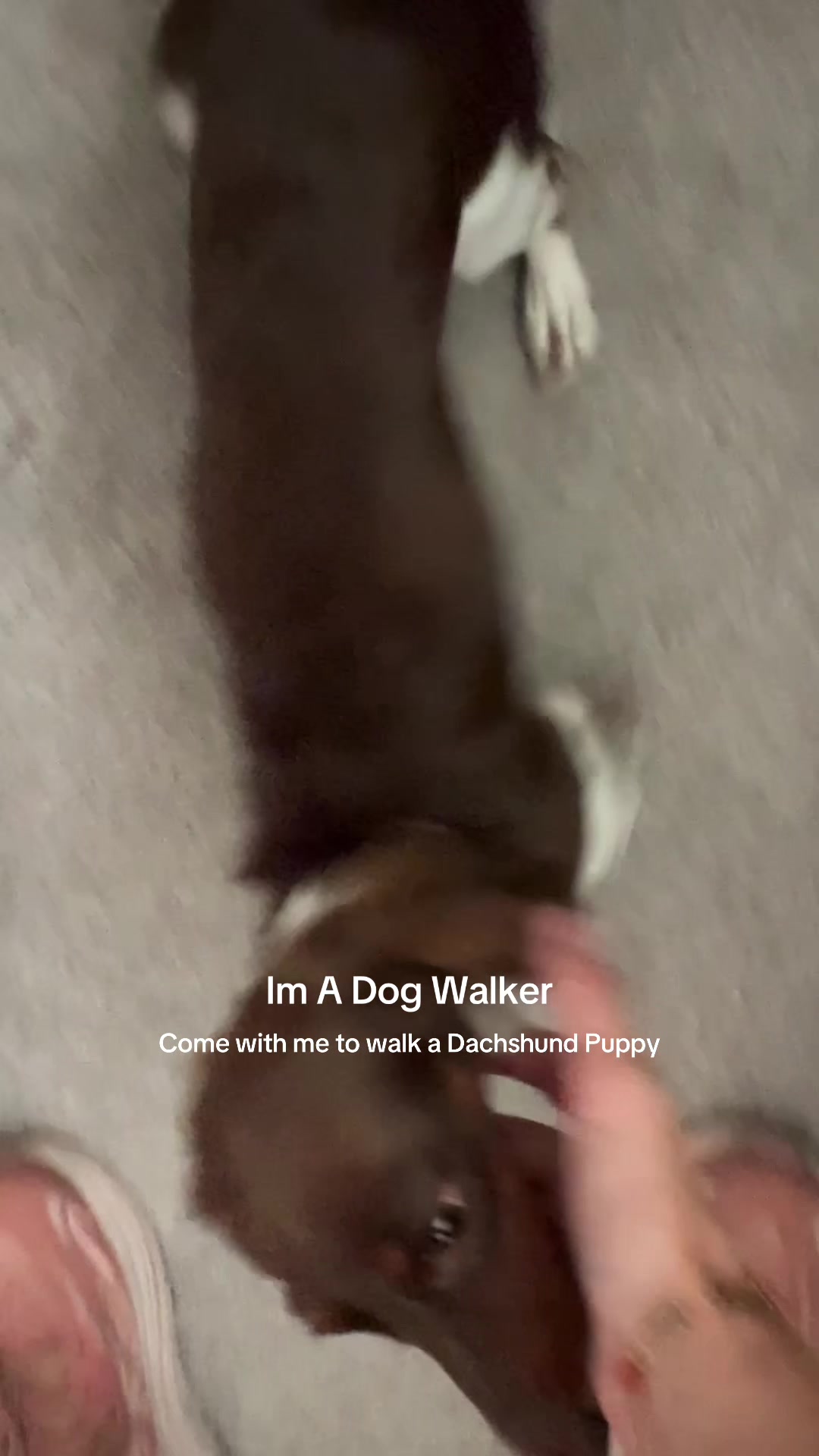 @dallasdogwalker