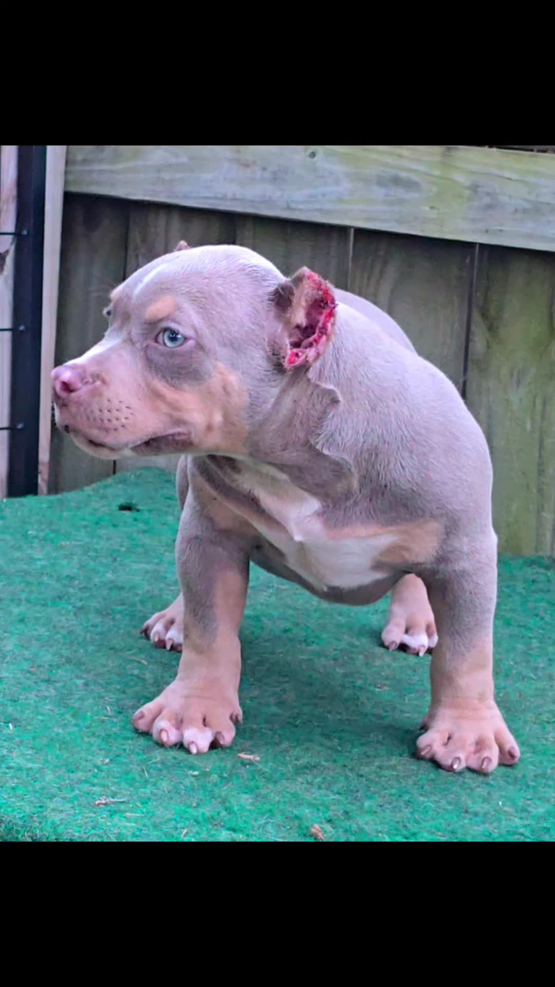 @EClassBullys